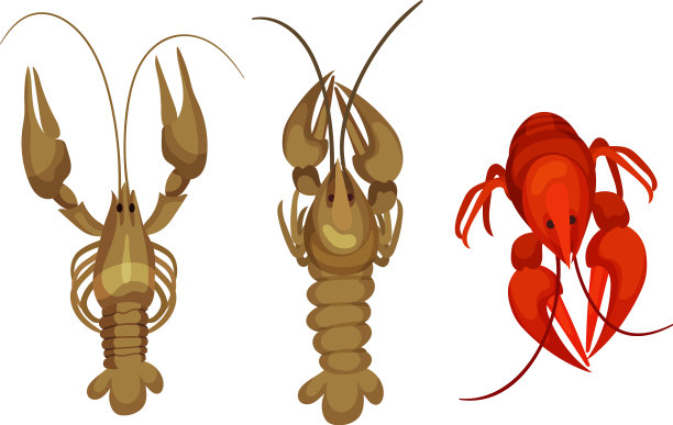 有厚壳和强壮螯合肢的龙虾图片下载