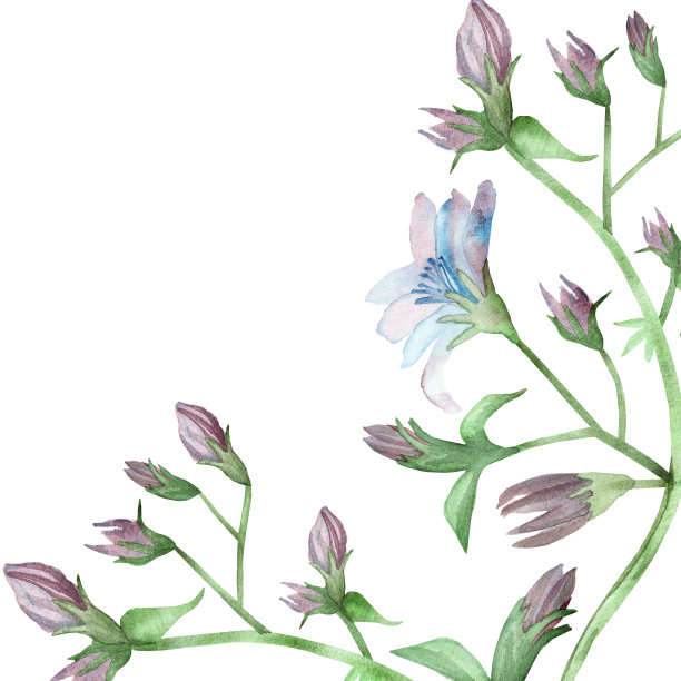 水彩手绘自然花框，浅蓝色和紫色菊苣花，芽和绿叶在树枝花束的角落，白色的背景与文字的空间图片下载