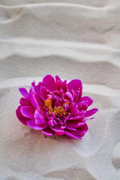 美丽的红色牡丹躺在炎热的沙漠的沙子上图片下载