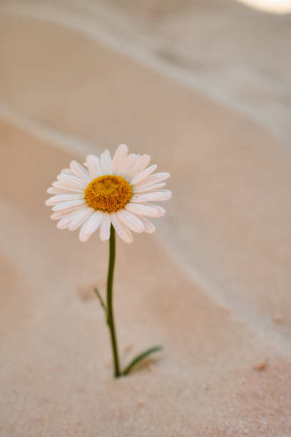 孤独的雏菊生长在沙漠的沙土上。文本的地方图片下载