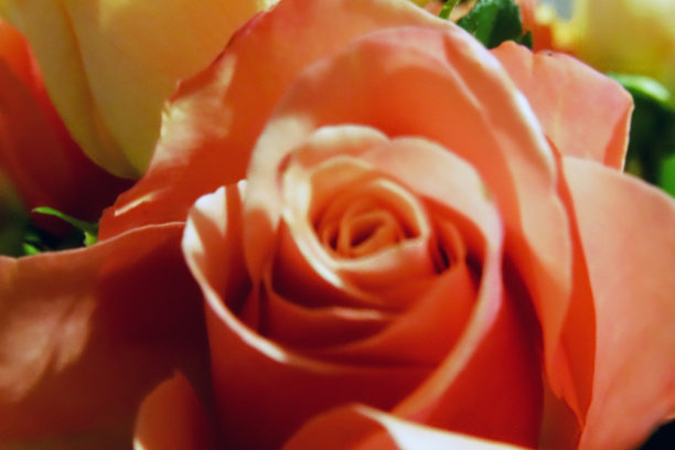 玫瑰和各种花瓣特写从角度观看图片下载