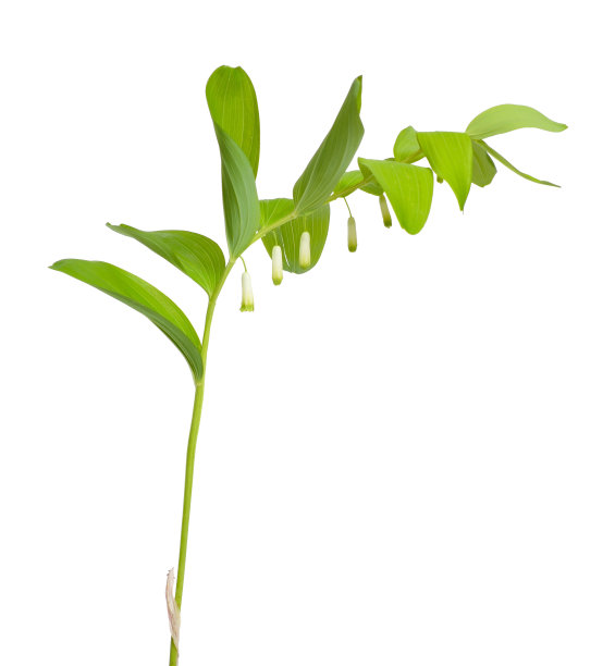 玉竹，所罗门的印章或香味所罗门的印章图片下载