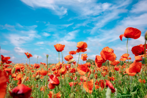 盛开的罂粟(papaver)田。蓝天下的野罂粟。花自然背景图片下载