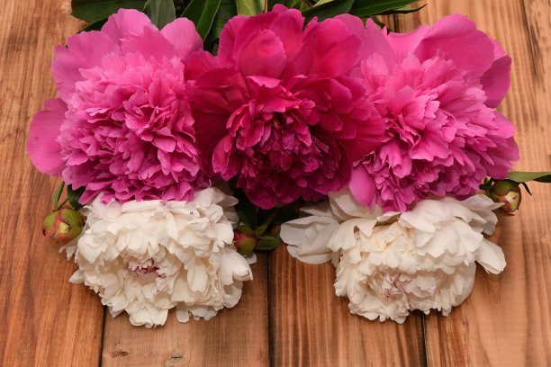 木台面上放着一朵牡丹图片下载