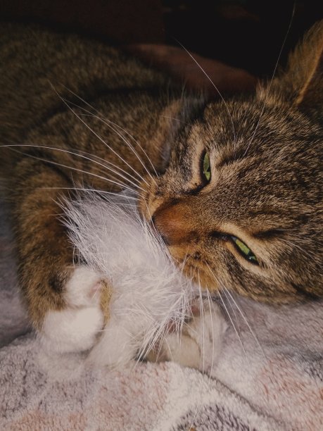 玛蒂尔达图片下载