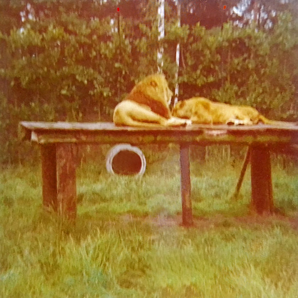 两只狮子在基本结构上的复古宁静图片下载