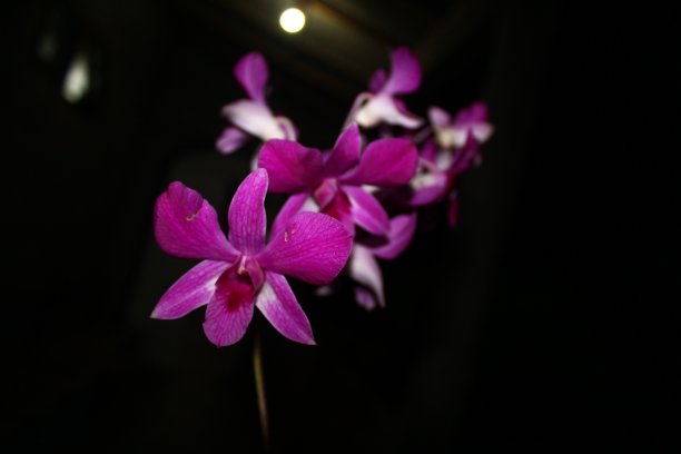 花盛开图片下载