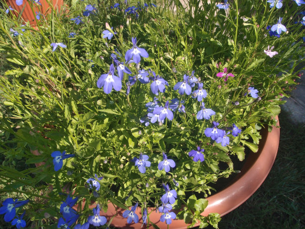 西伯利亚花园中美丽的半边莲图片下载