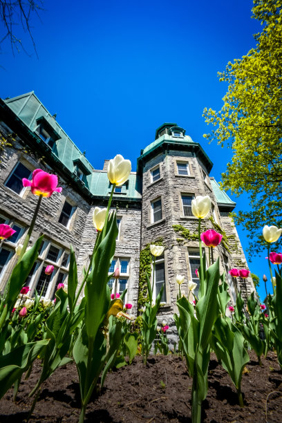 白色和粉红色的春天郁金香在圣亚辛特市政厅前图片下载