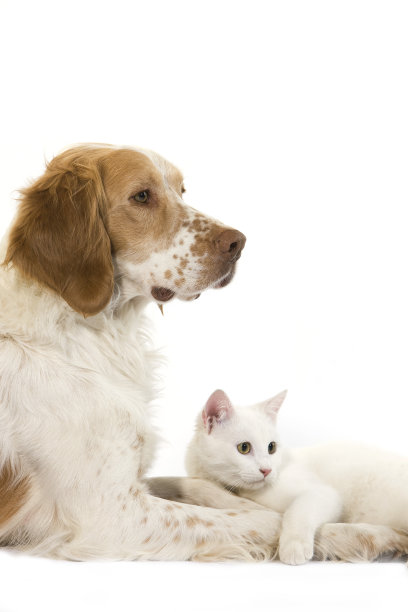 法国西班牙猎犬(肉桂色)与白色家猫在白色背景下图片下载