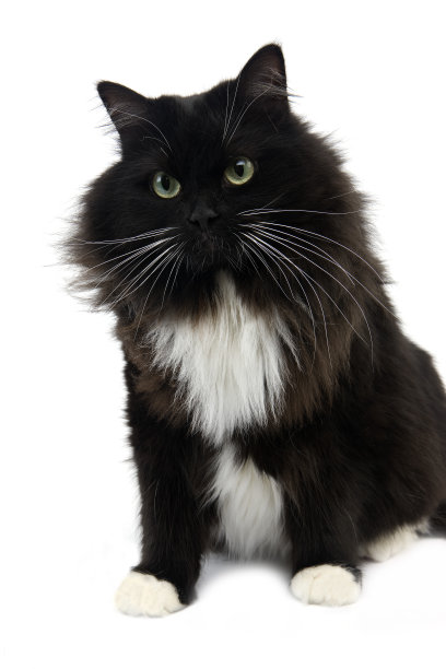 黑白西伯利亚家猫，白色背景下的雌性图片下载