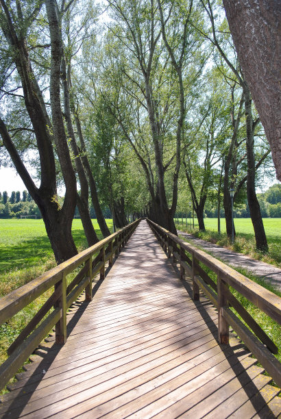 在晴朗的天气里，木桥一直延伸到地平线以外的地方，还有一条树巷图片下载