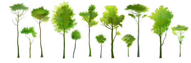 树木。成虫和高大的幼苗。详细真实的轮廓。孤立的矢量对象。的风景。图片下载