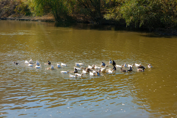 家禽游泳图片下载