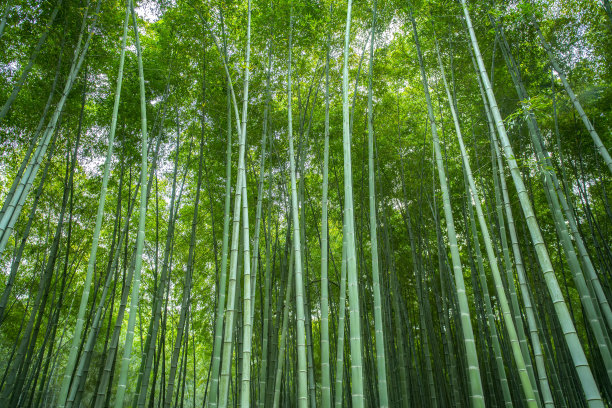 高清晰度竹林绿竹图片下载