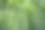 高清晰度竹林绿竹图片下载