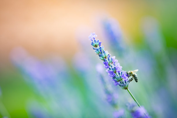 蜜蜂降落在薰衣草花上的特写图片下载