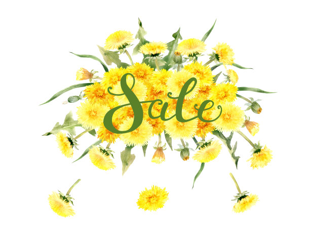 水彩安排黄色蒲公英花图片下载