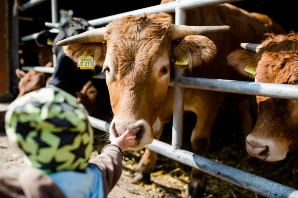 一方面是牛肉的味道图片下载