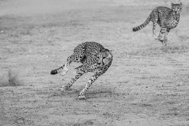 盖帕德图片下载