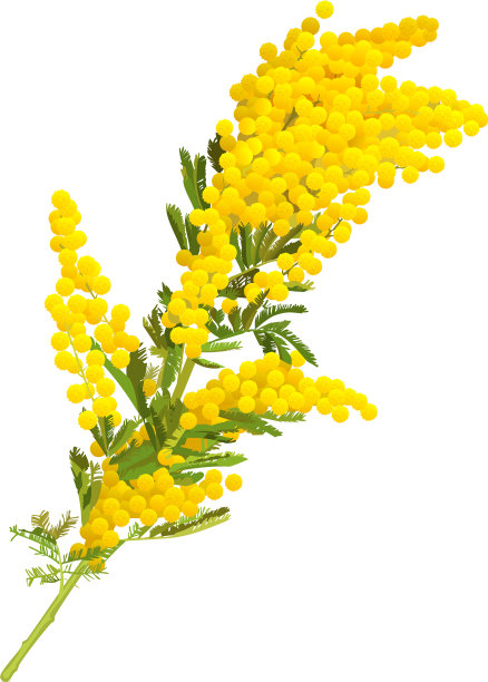 黄含羞草花枝上孤立金合欢图片下载