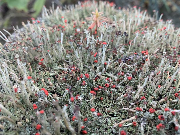 树桩上的地衣图片下载