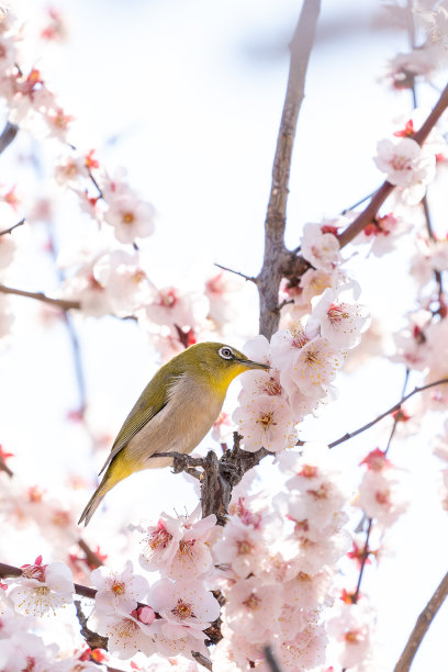 日本的梅花和鸟。图片下载