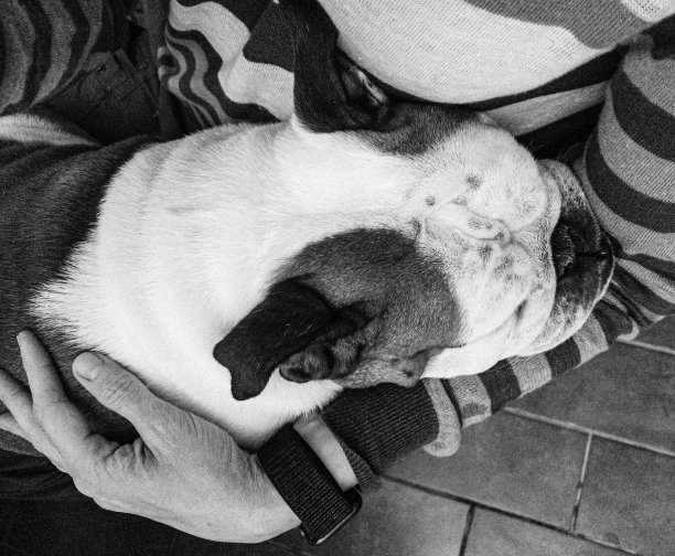 腿上抱着一只可爱的狗图片下载