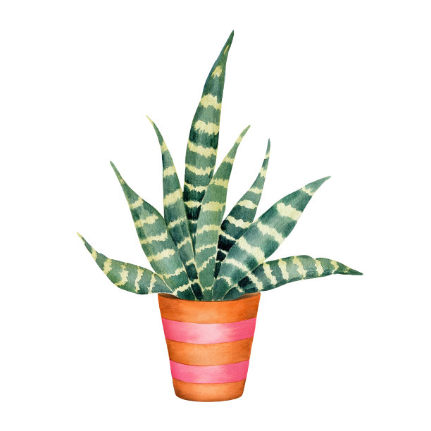 用水彩画在陶罐里的奇异的绿色仙人掌。墨西哥风格的热带多汁植物。室内植物的背景模板，贴纸，数字纸，家庭装饰的剪纸插图。图片下载