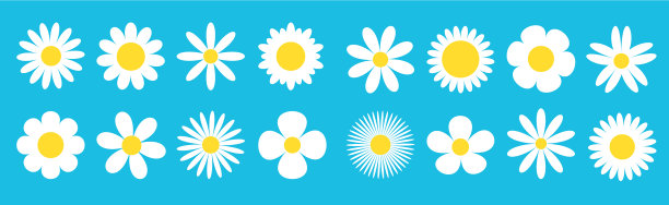 洋甘菊大线套白雏菊洋甘菊图标图片下载