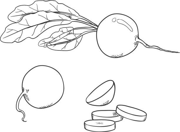 铅笔素描小萝卜套装图片下载