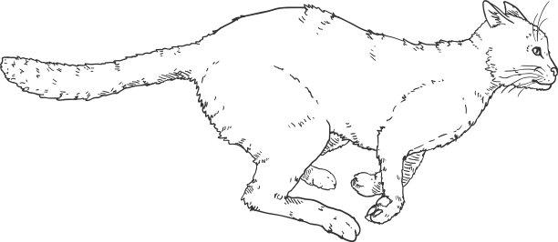奔跑的猫黑色素描猫图片下载