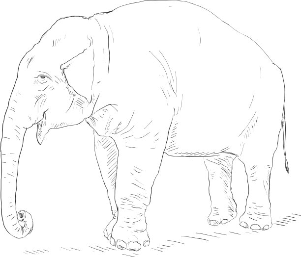 单一的素描大象图片下载