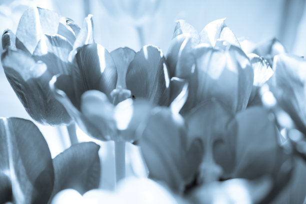 一束五颜六色的郁金香图片下载