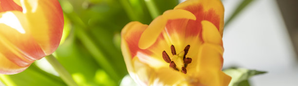 一束五颜六色的郁金香图片下载