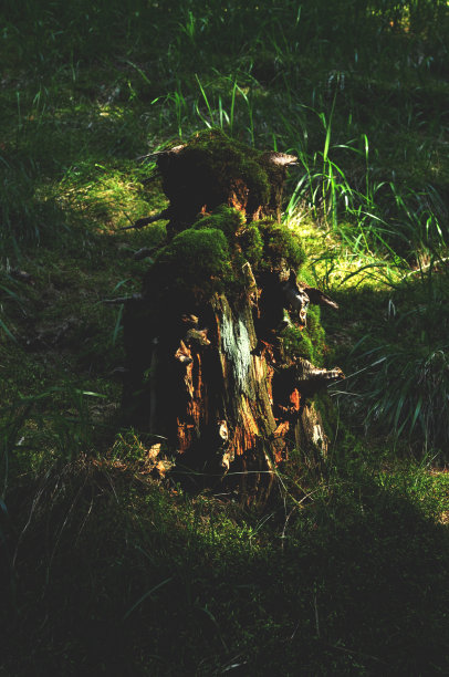 爱丽丝的树干图片下载