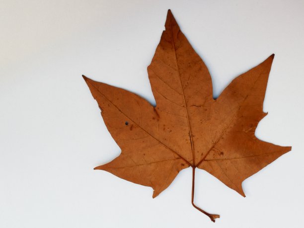 白色背景上的干枫叶。图片下载