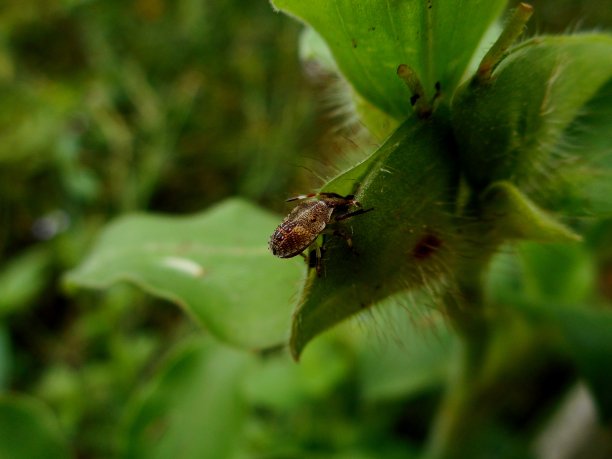 昆虫——臭虫图片下载