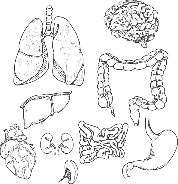 素描设置解剖人体器官图片下载