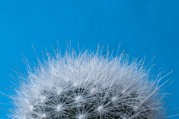 乳香仙人掌顶部，细部有毛茸茸的刺图片下载