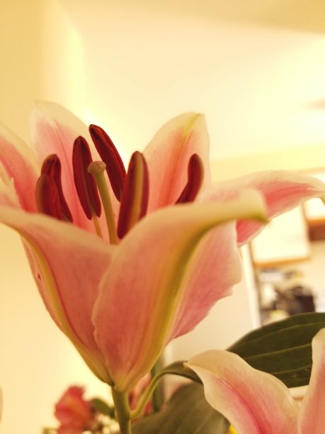 花高于花图片下载