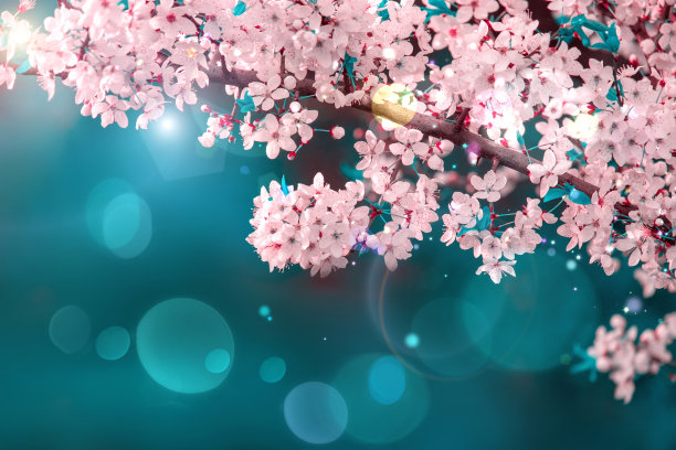 樱花枝的近距离微距与柔软的焦点在美丽温暖的复古色调上的绿松石背景上。图片下载