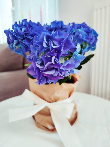 蓝色和紫色的绣球包装作为礼物，白色蝴蝶结图片下载