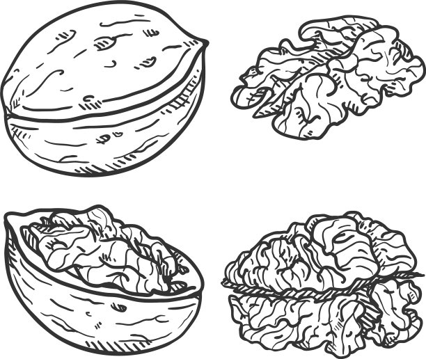 设定草图核桃图片下载