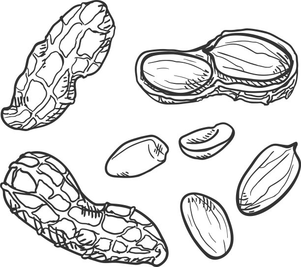 设定草图花生图片下载
