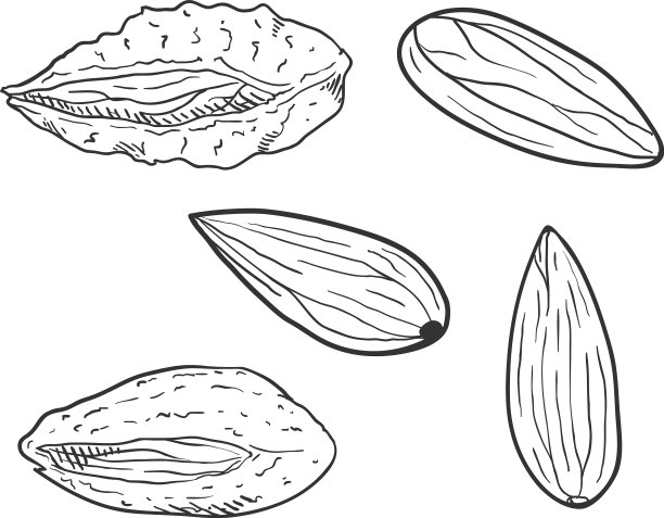 Set sketch扁桃仁图片下载