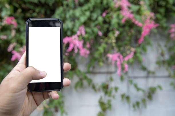 男子拿着手机在街上拍照，林花粉红孤立在屏幕上图片下载