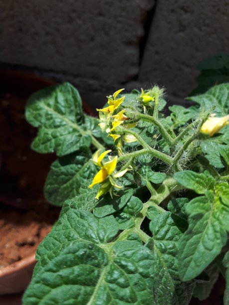 黄辣椒花图片下载