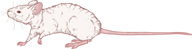 卡通-白化病小白鼠图片下载