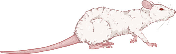 卡通-白化小白鼠图片下载